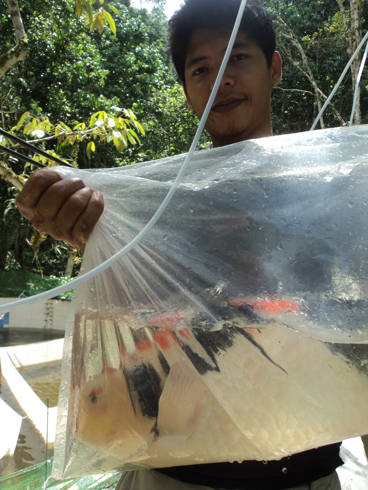 float-switch-auto-fill-koi-pond