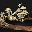 Skeletons of Extinct Birds - Bone Sculpture