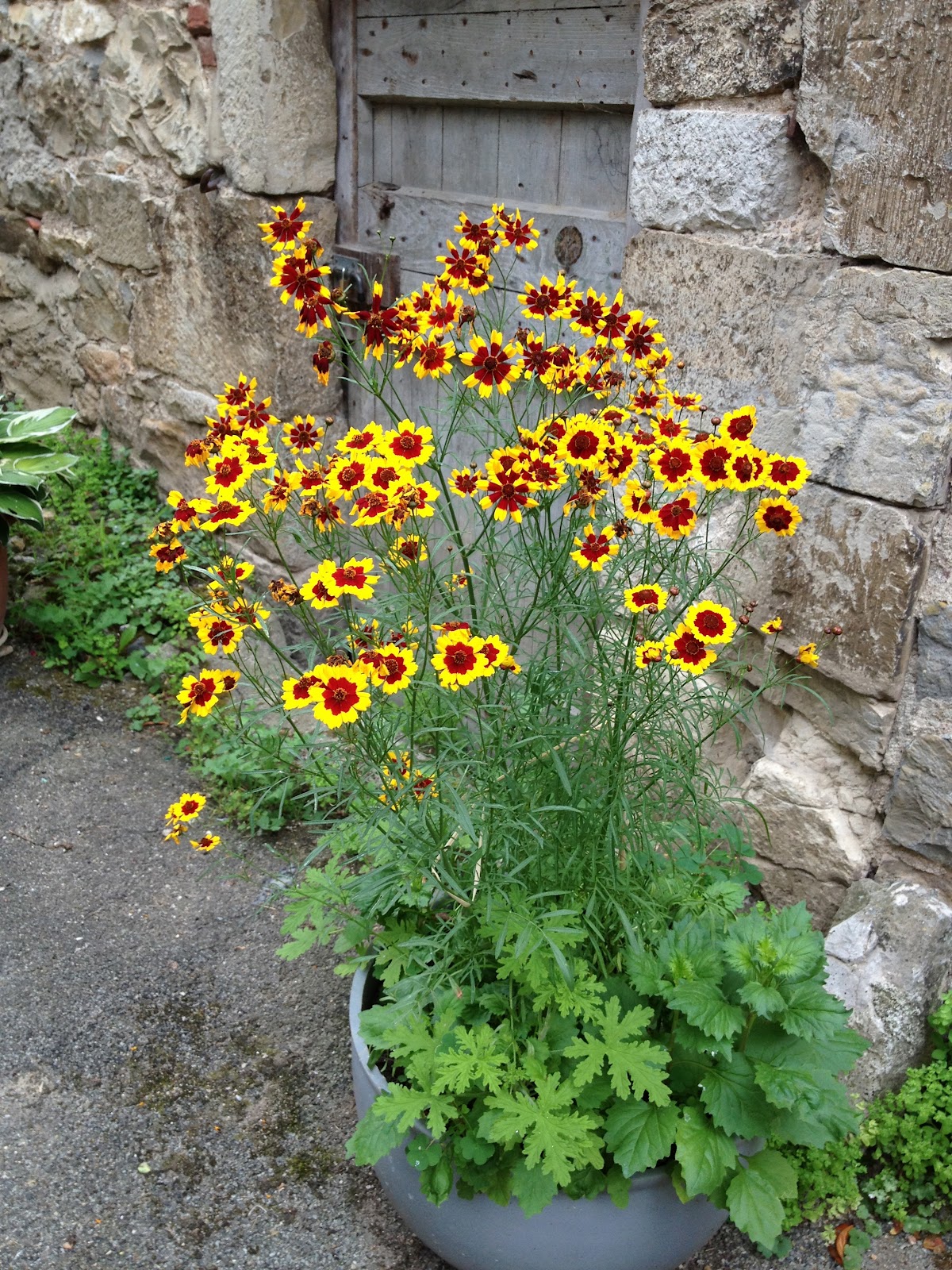 The Warp and the Weft French Color Jaune