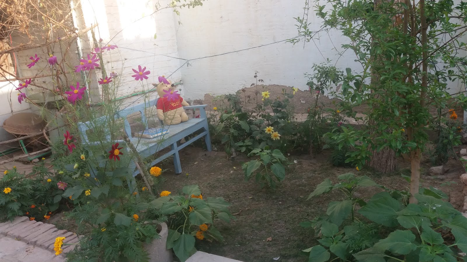 My little garden