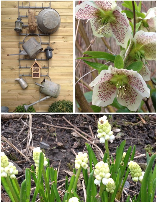 Zinc, muscari et Hellebore dans le jardin de Nat et nature