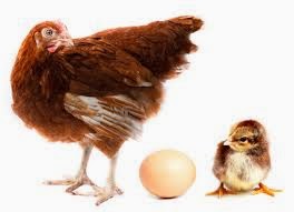 Daftar Harga Bibit Ayam Petelur Terbaru Dan Cara Memilihnya