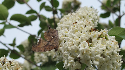 Eastern Comma, Polygonia comma 2
