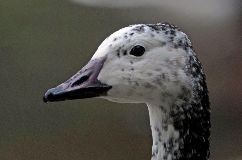 Bird Hybrids Snow Goose x Canada Goose