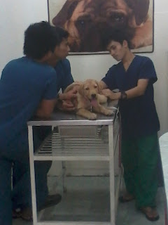 Boom Nativiad at the Pet Clinic