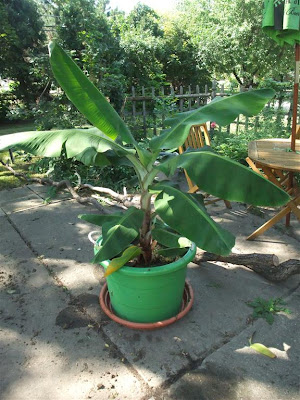 banana tree, 1 year, growing, michigan, climate, cold, big leaves