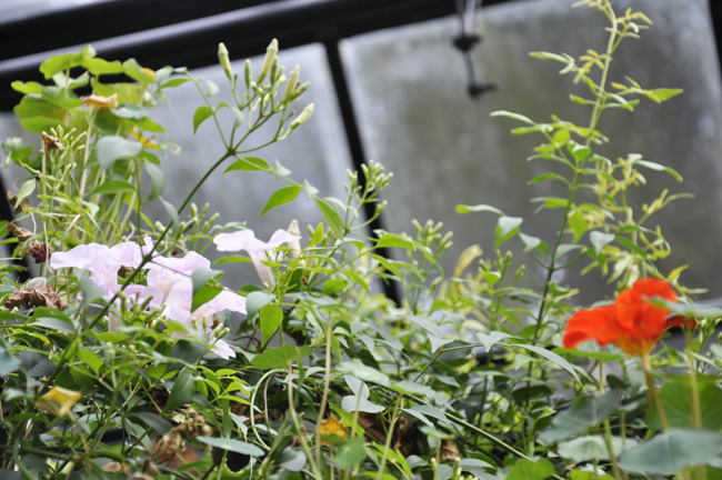 Growing Is Beautiful Garden Update Dwarf Fothergilla In Spring