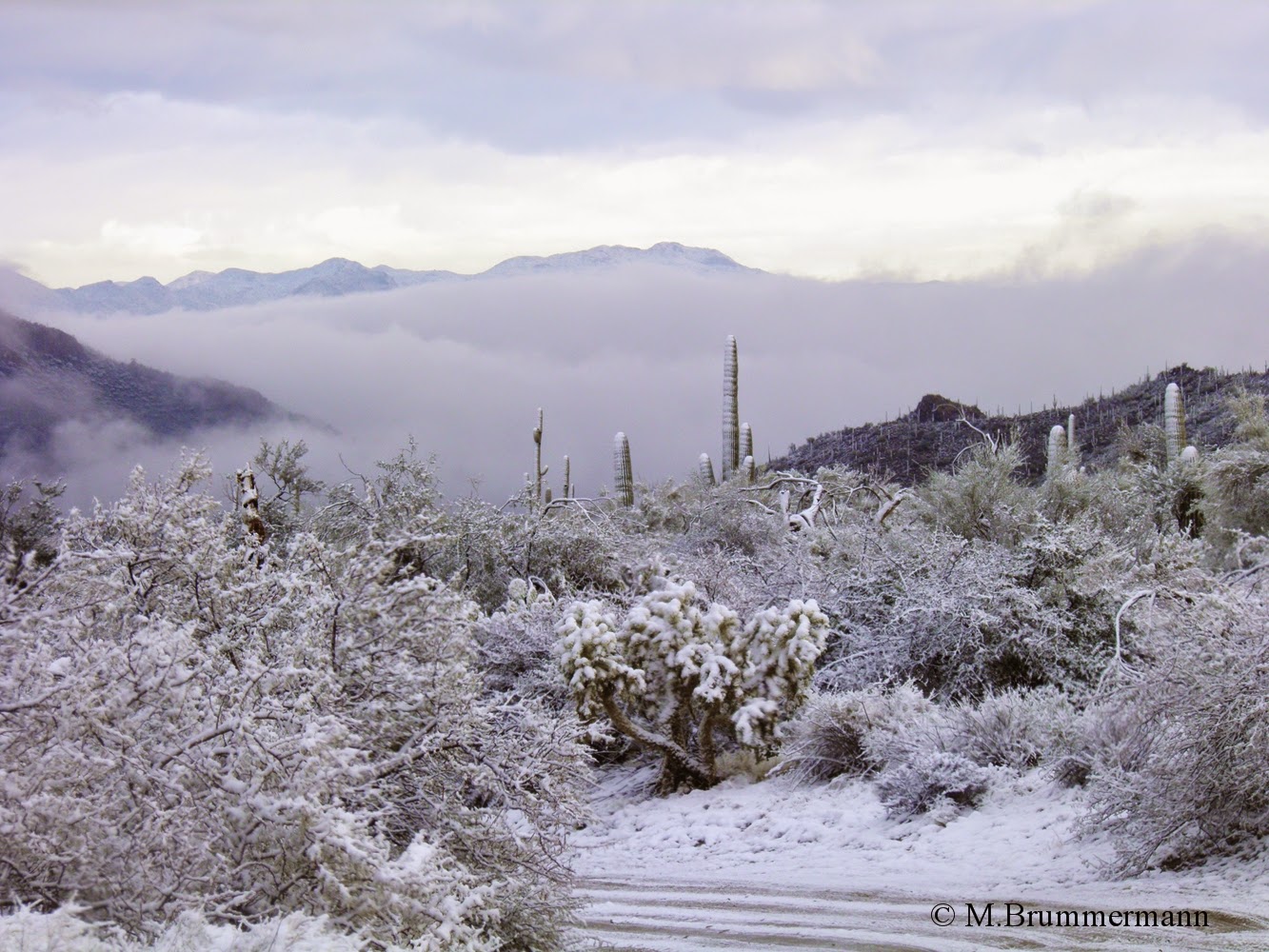 Arizona Beetles, Bugs, Birds and more Desert Snow 2015