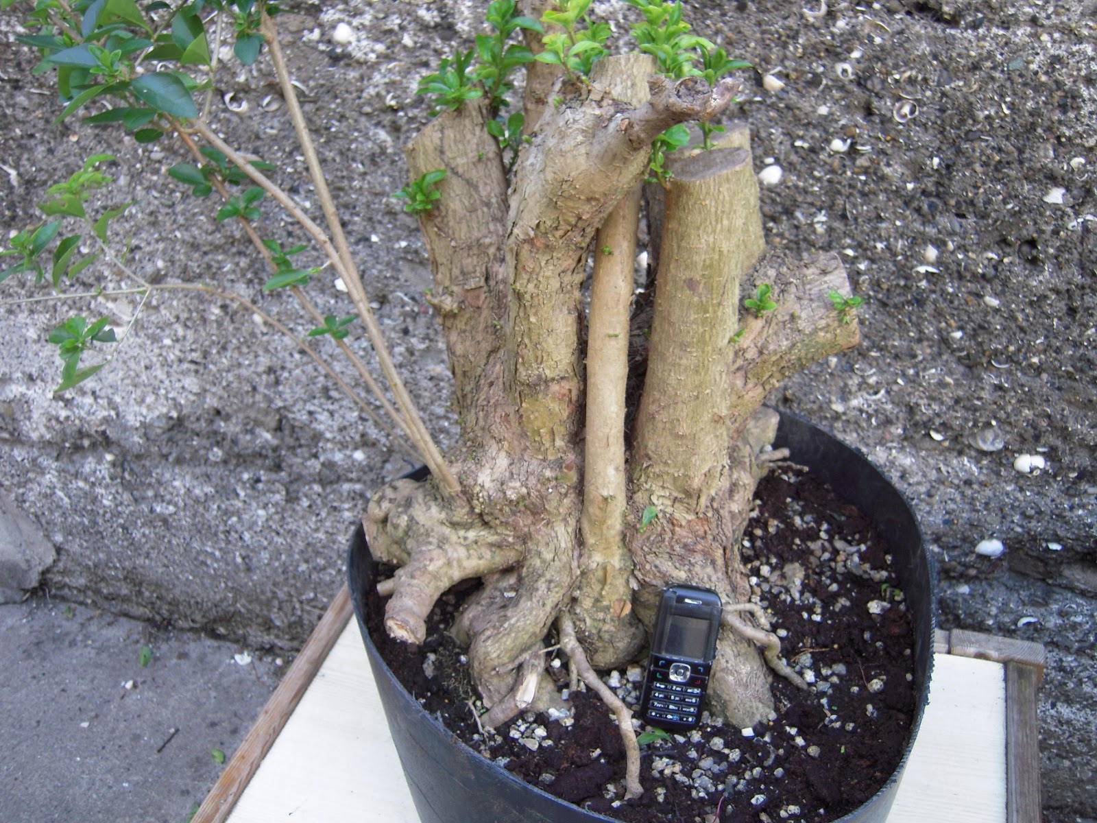 Telizold Vagy Szeleslevelu Fagyal Ligustrum Ovalifolium