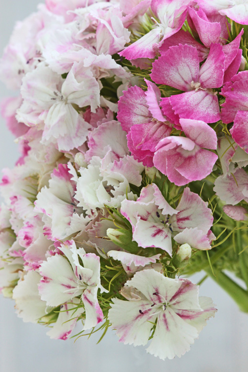 ...OF SPRING AND SUMMER... DoItYourself Flower Tips and Inspiration