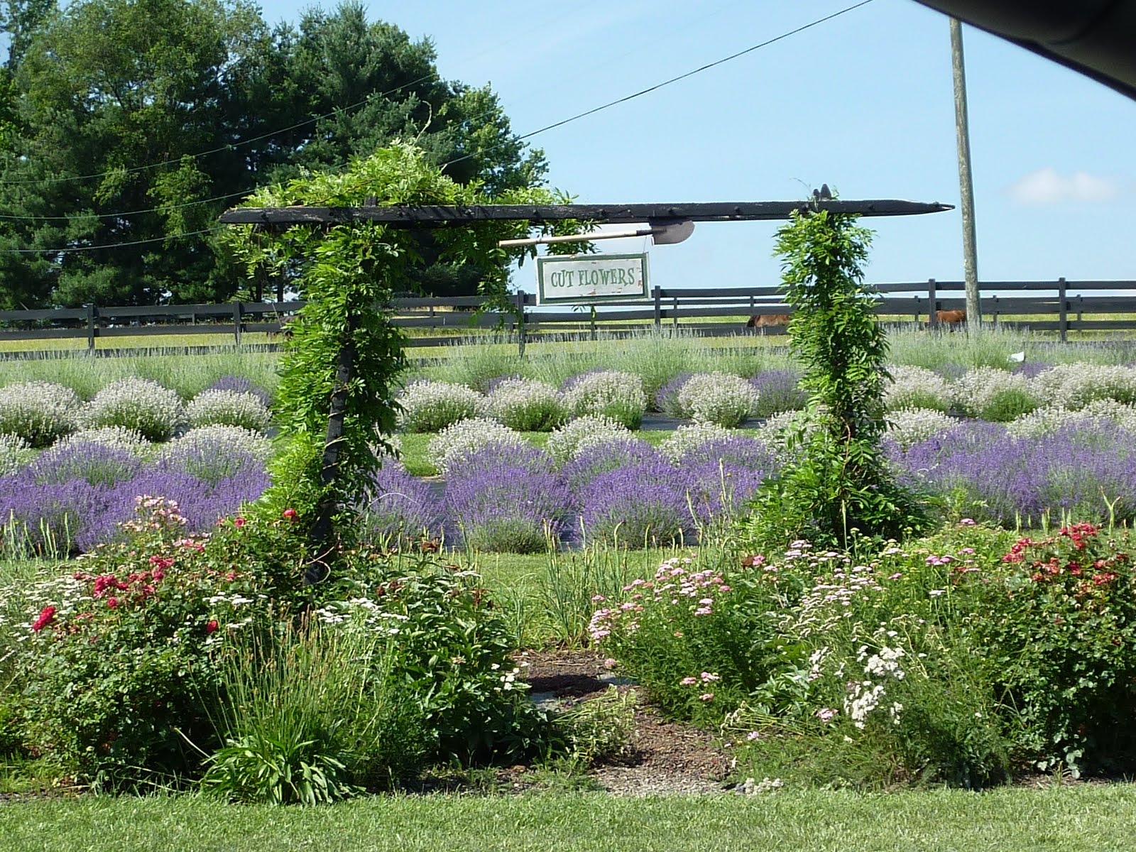 Blooming Hill Lavender Farm For The Love of Lavender