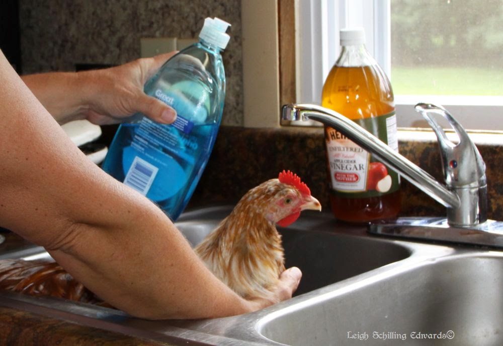Natural Chicken Keeping Preparing and Showing Your Chicken at a