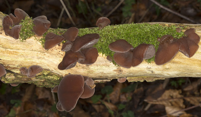 Auricularia auricula-judae (Jelly Ear).  High Elms, 29 December 2012.