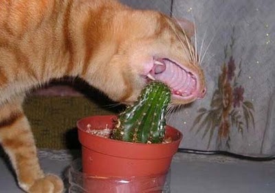 [Bild: funny-animals++cactus+ouch.jpg]