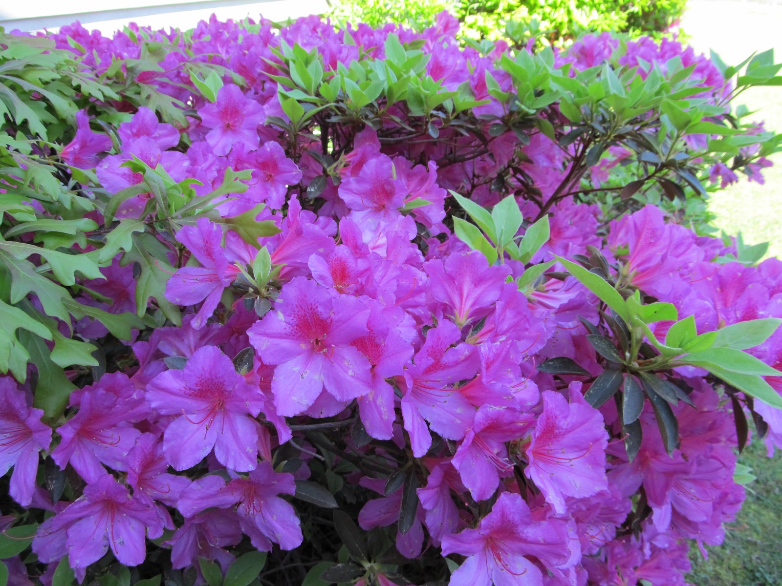 Georgia Girl With An English Heart: Palm Sunday/My Song Is Love Unknown