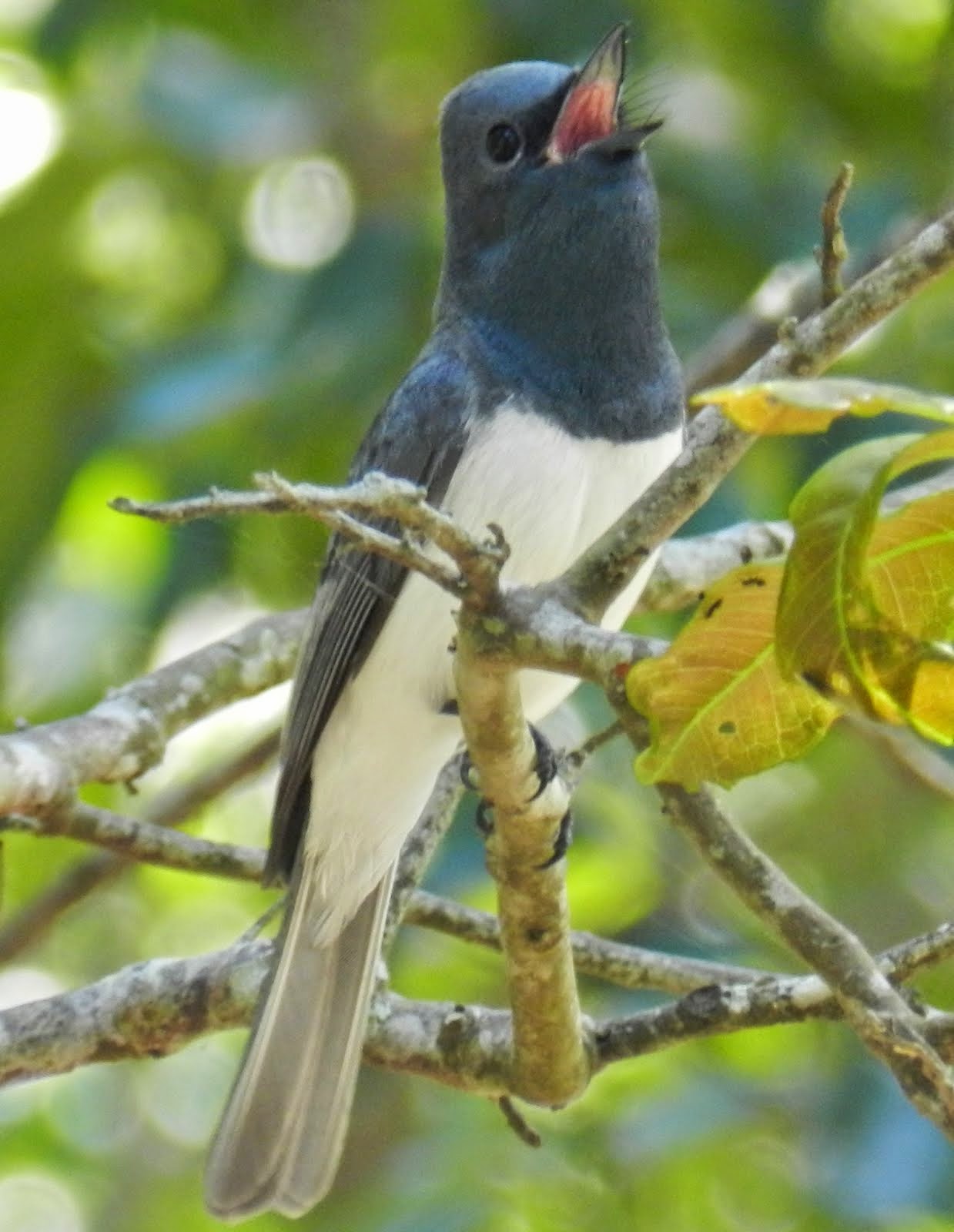 Leaden Flycatcher