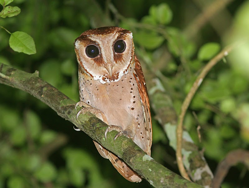 Burung Hantu Spesies Oriental Bay
