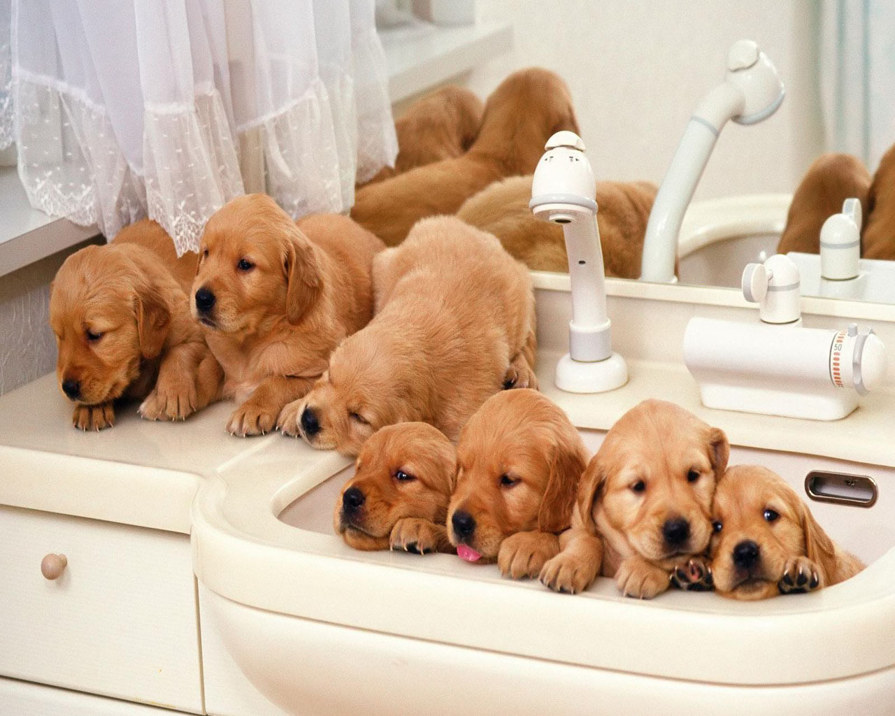 http://2.bp.blogspot.com/-Nb-L0LdGuxw/T2m0bUuAnNI/AAAAAAAADWY/p77z9cb_BaU/s1600/beautiful+dogs+wallpaper+(5).jpg