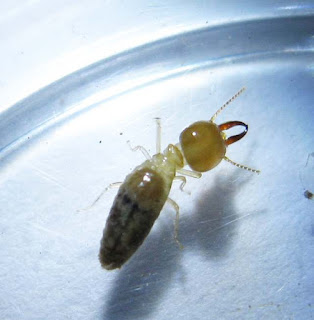 A soldier of Prohamitermes termite