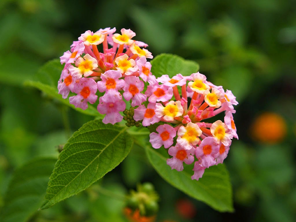 Flower Homes Lantana Flowers