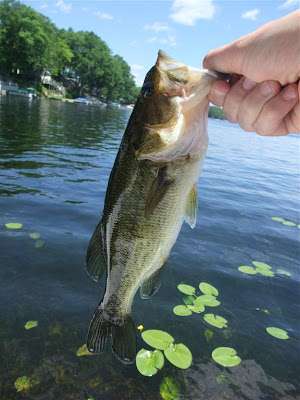 largemouth bass, lillypads, lake, caught from the dock