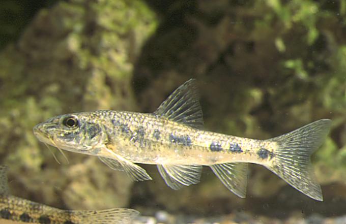 ankara camur baligi neomacheilus angorae balikciblog