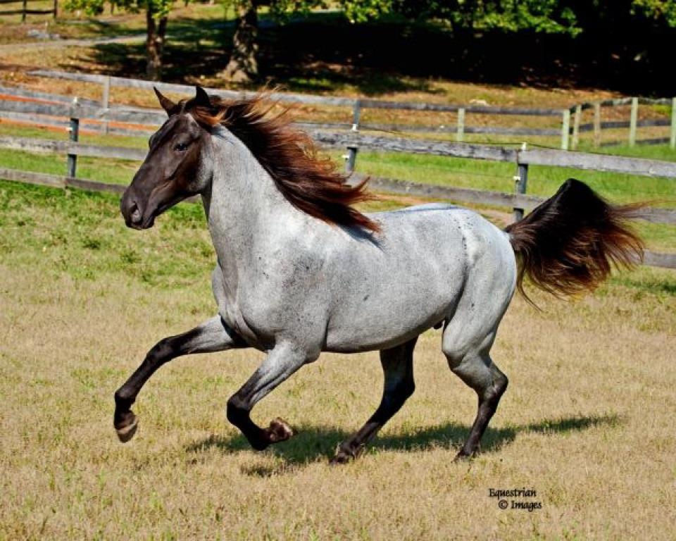 ANIMALS OF EARTH Horses