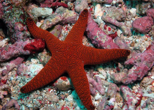 Dying+starfish