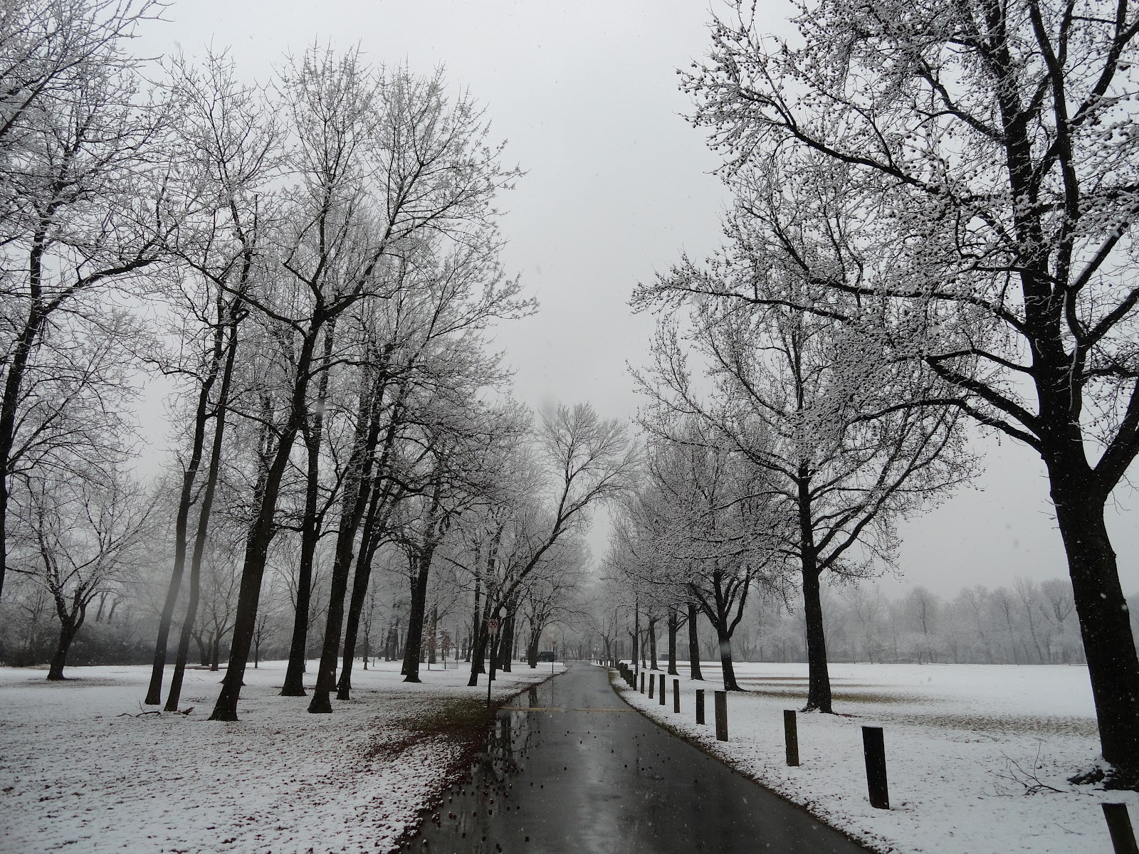 Living In New Cumberland Spring! Tulips, Trees & Geese, Oh My!