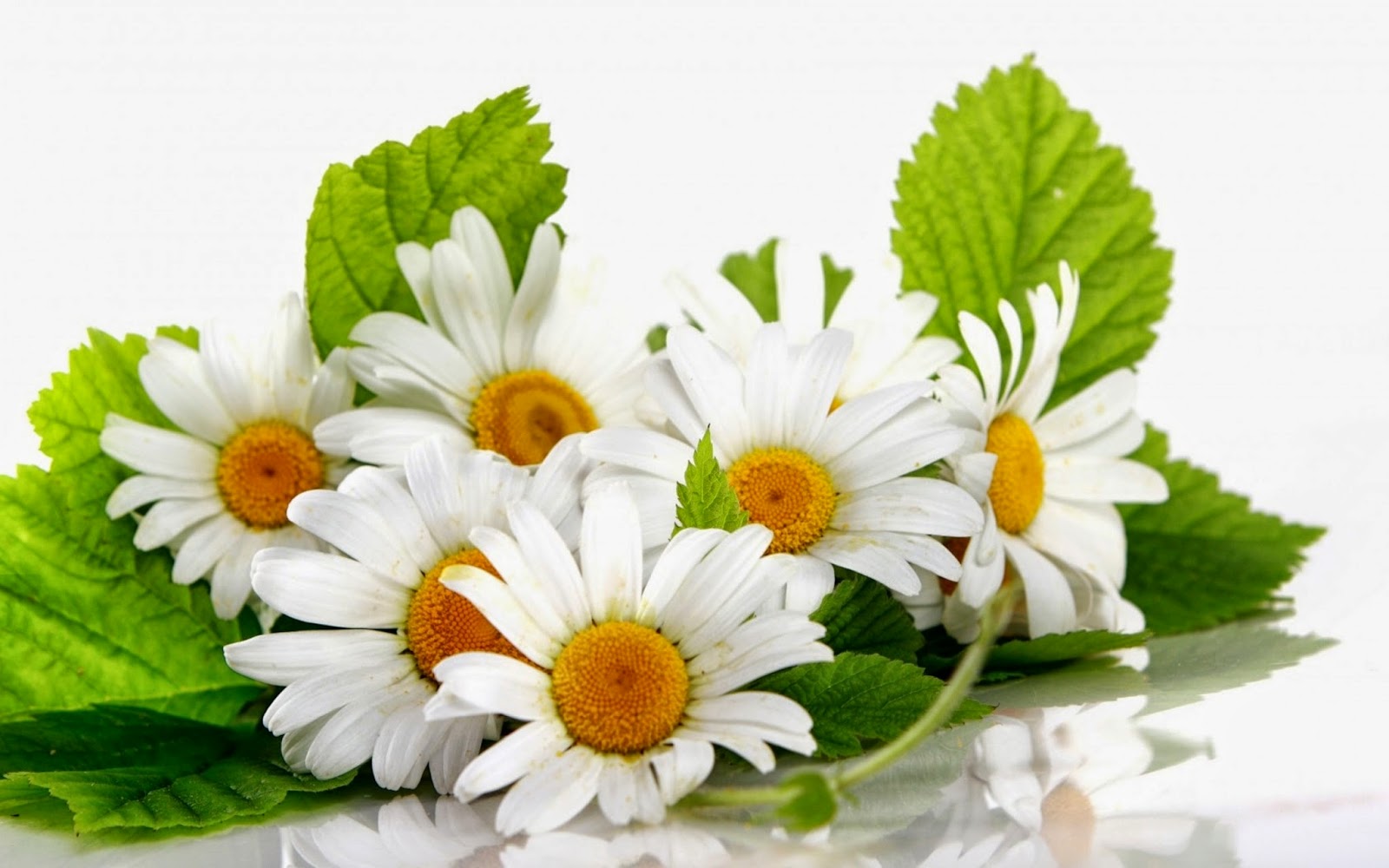daisy flower Peruse our vast category of daisies and poms, below daisies and poms are a spray flower, meaning that they have more than one bloom on a single stem this makes them an ideal filler flower for bouquets and centerpieces. daisy flower Peruse our vast category of daisies and poms, below daisies and poms are a spray flower, meaning that they have more than one bloom on a single stem this makes them an ideal filler flower for bouquets and centerpieces.