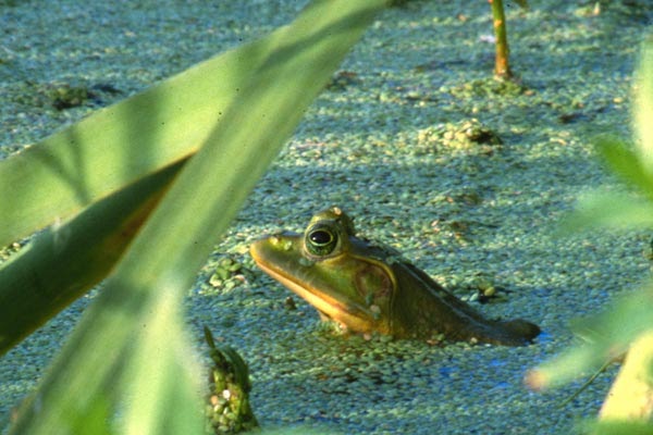 Animals And Birds: Frog Profile & Images 2011