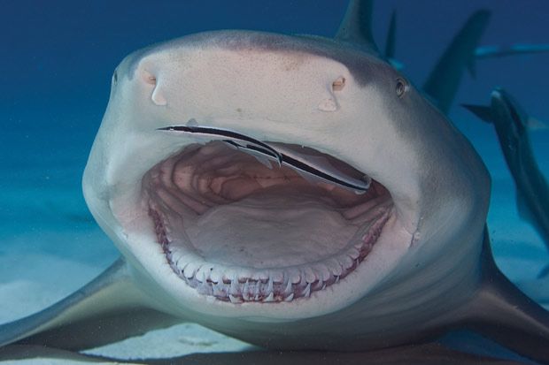 اسماك القرش نظرة عن قرب  Sharks+Close+Up+Pictures+%25285%2529