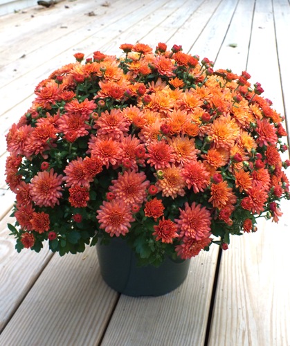 live learn become fall flowers mums live learn become fall flowers mums