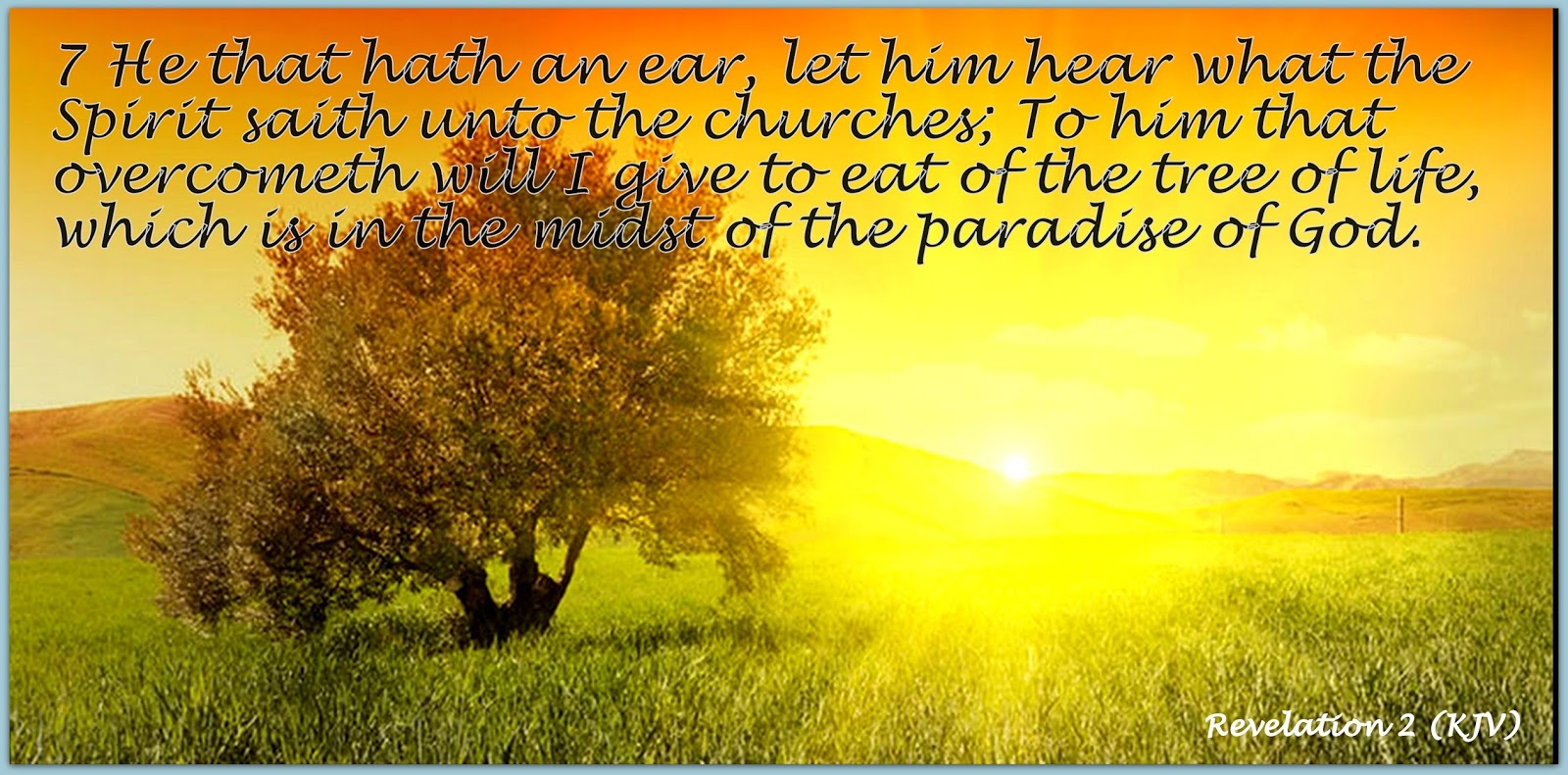 what is the tree of life kjv