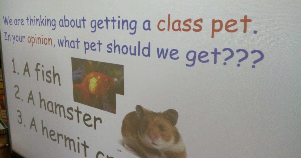 What Pet Should We Get? Soaring