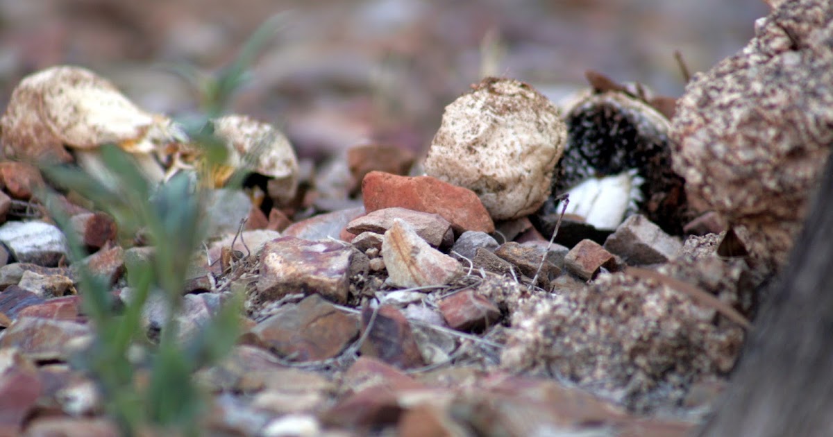 430 Breezy Lane mushrooms in the desert?