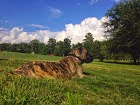 Ranch Gaurdians born and raised to protect goats