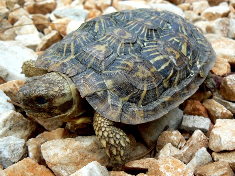 Pancake Tortoise Endangered Animals Facts, Wildlife Pictures And Videos