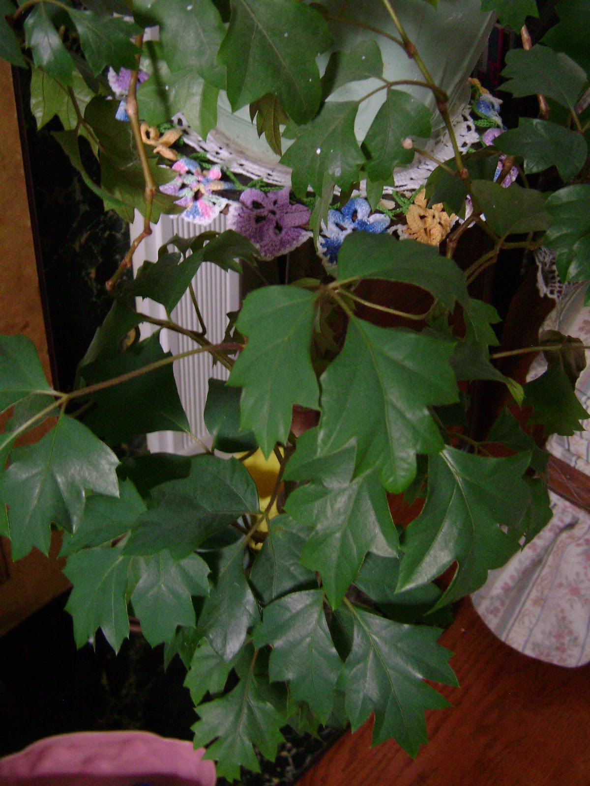 Houseplant Guru Pets And Our Plants