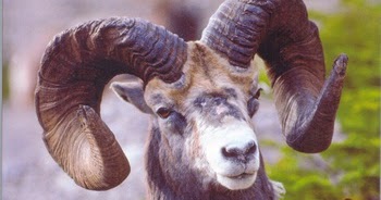 Biodiversity of British Columbia: New Edition of Hoofed Mammals of