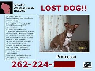 Lost Dog Princessa's Flyer