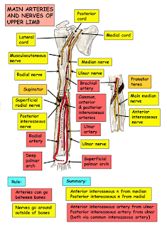 موقع الدكتور أحمد كلحى: صور تشريح - Anatomy : Blood Suply Arteries and
