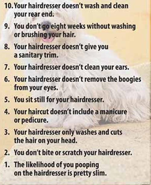 Critter Gossip Reasons Why Your Dog's Haircut Costs More Than Yours