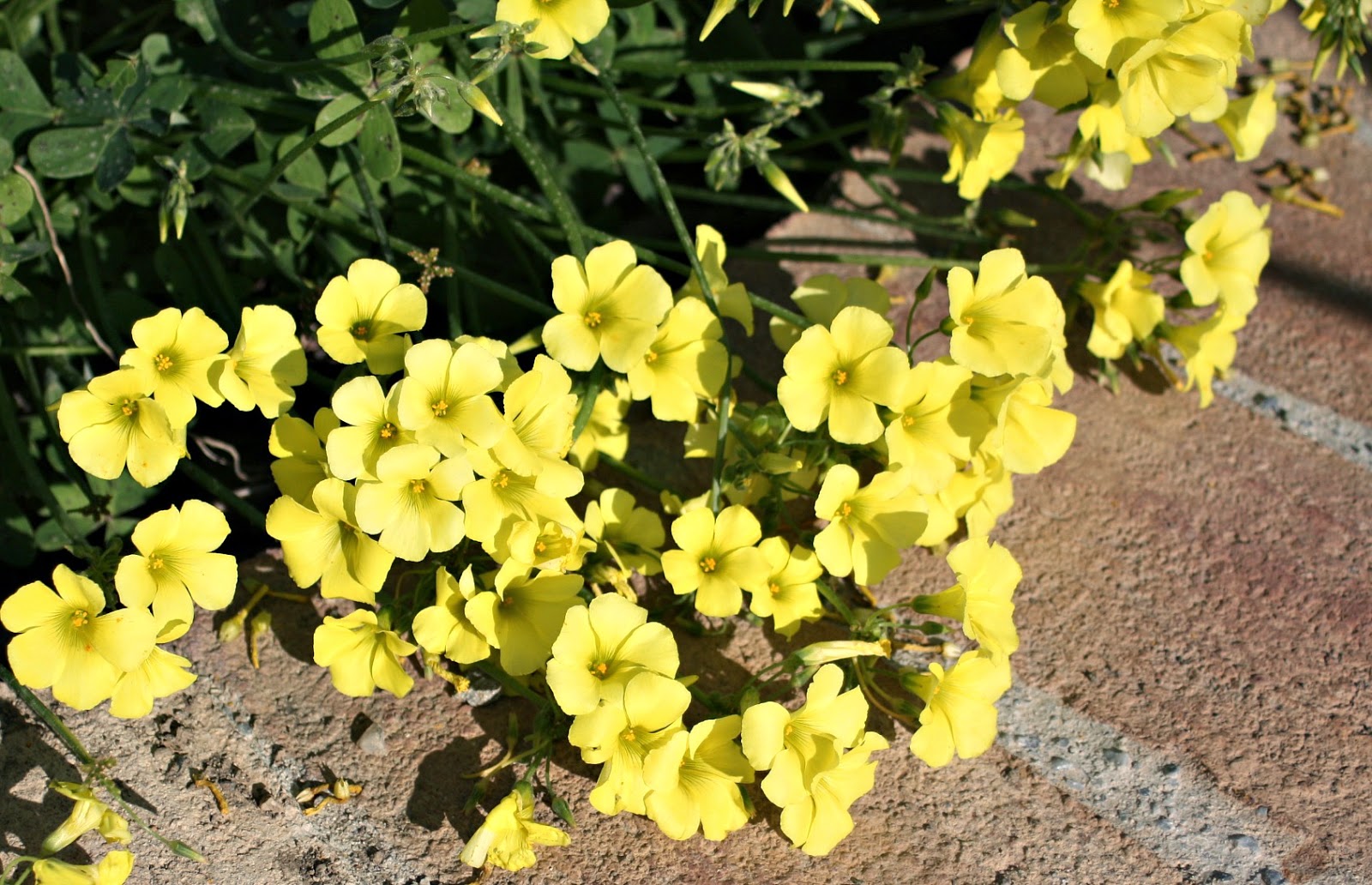 Our Life In French These Are Yellow Flowers Everywhere They Close Up For The Night And In Rain Aly Good Little Seeders
