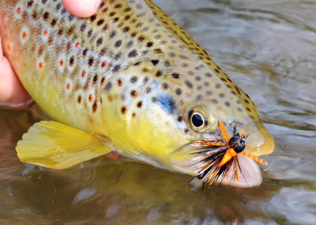 Petite Sirloin Stonefly Fly Fish Food Fly Tying and Fly Fishing