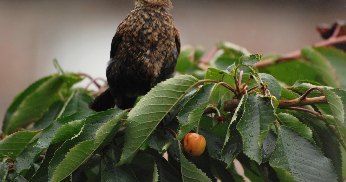 May Jewson, what I have so far Birds eating the cherries