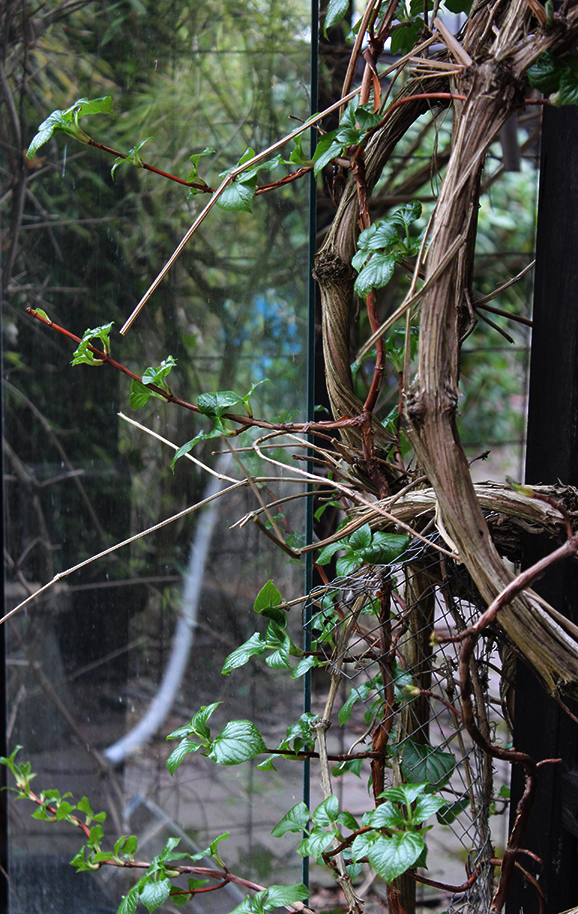 Landet Krokus Juni 2011