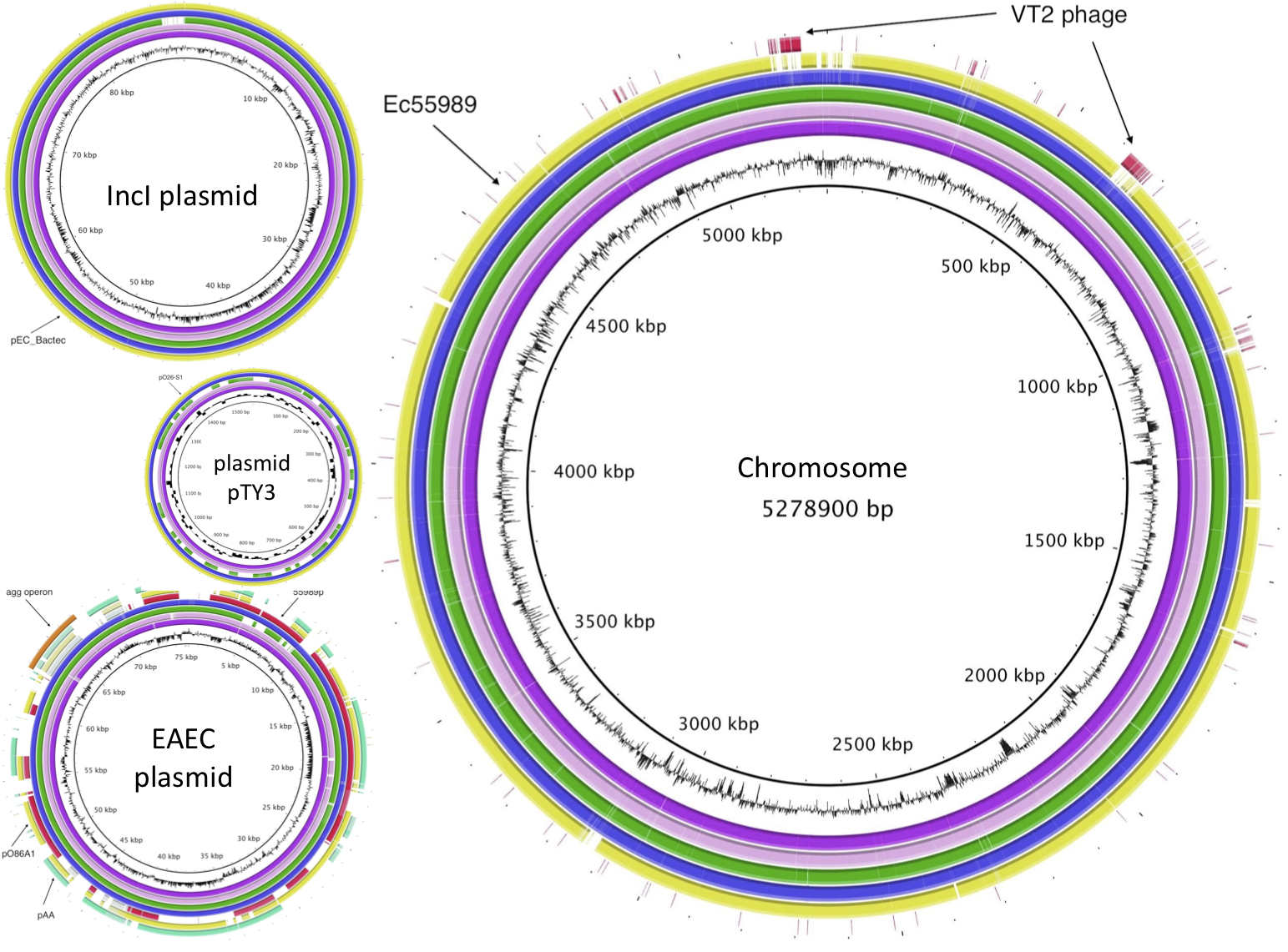 Chromosomes, Bacterial
