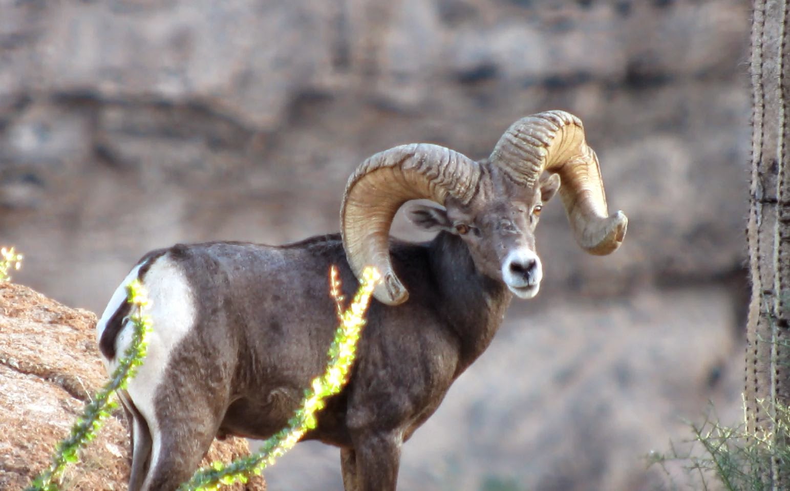 Arizona Desert Bighorn Sheep Scouting Update 4 Jay Scott Outdoors
