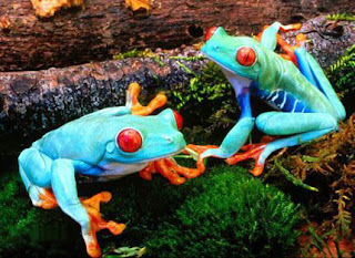 brightly colored frogs